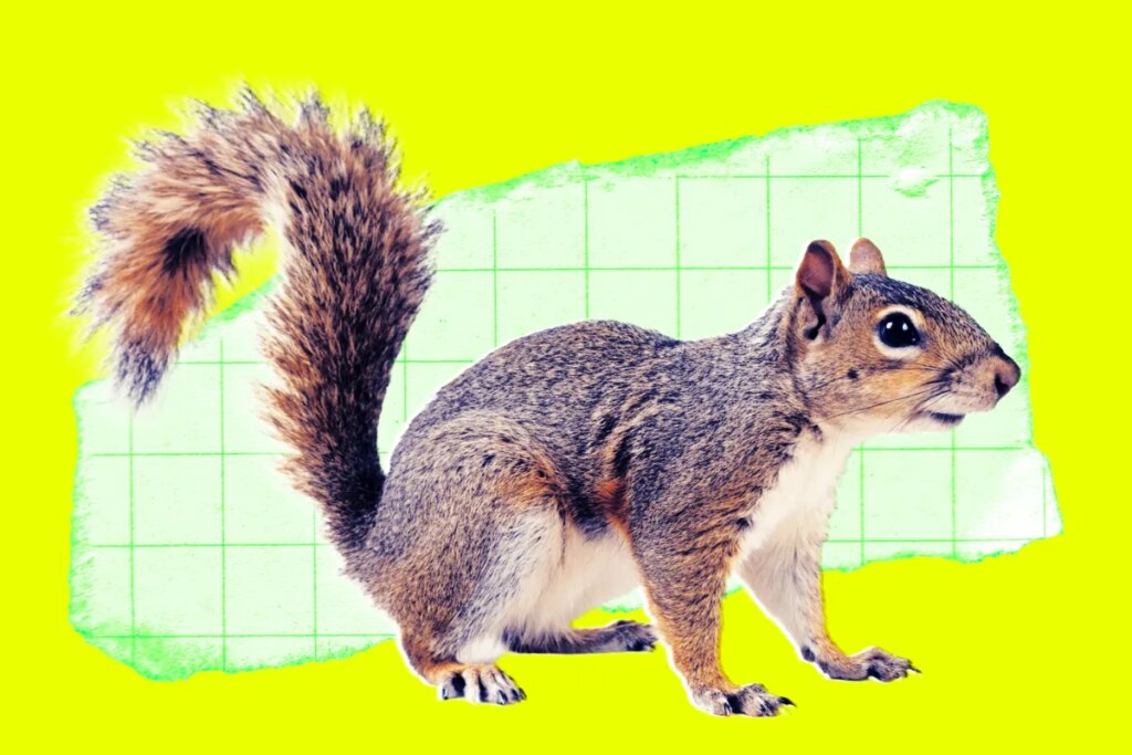 Someone Reportedly Mailed a Live Squirrel to Meta, Where It Sent an Employee to the Hospital