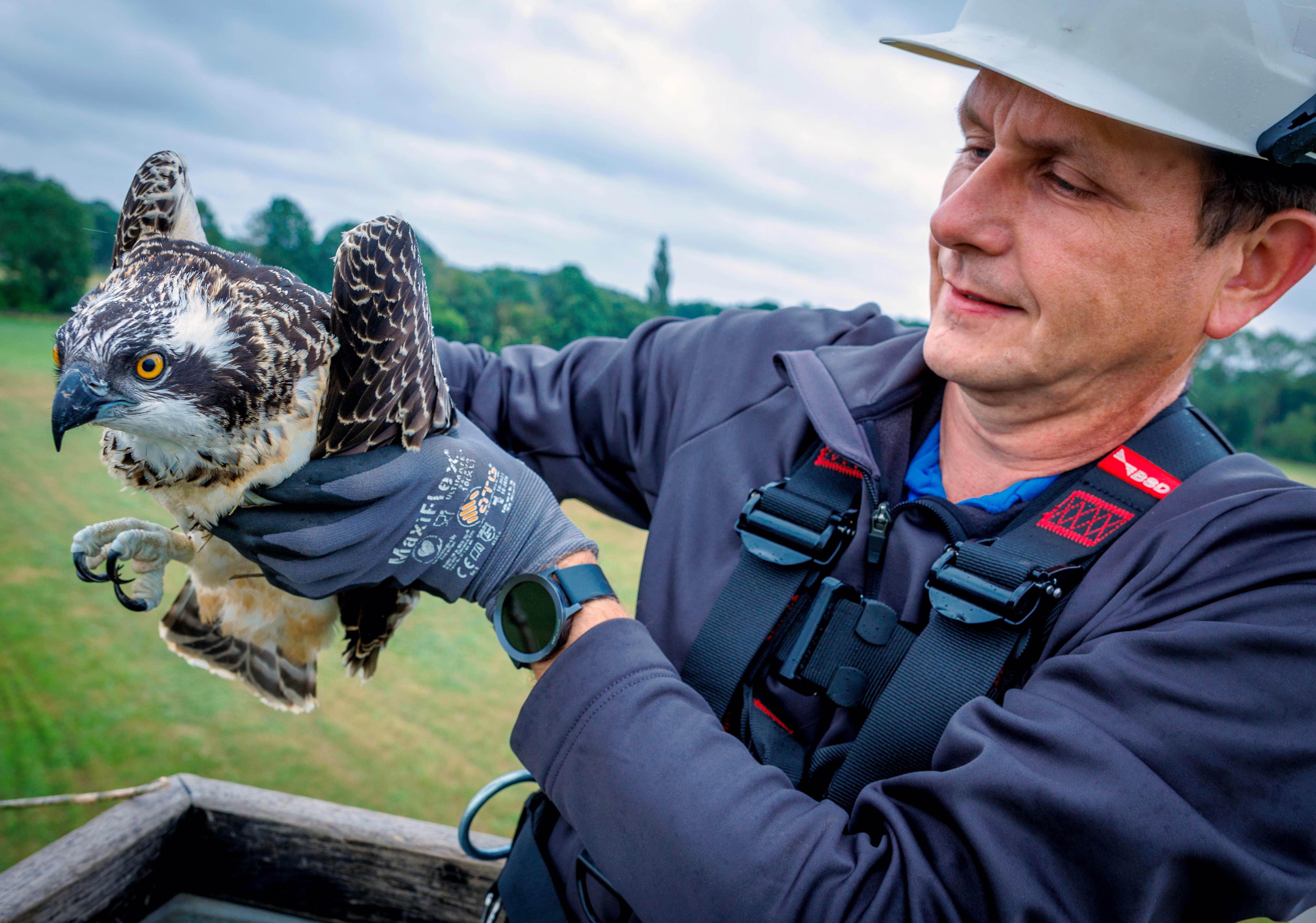 A utility worker lifts a young fish eagle.