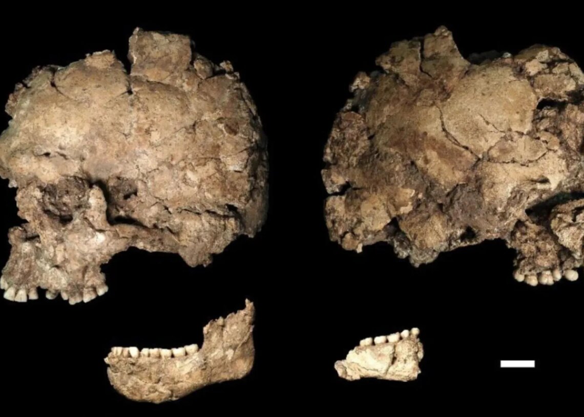 A 145,000-Year-Old Skull May Show the Oldest Known Evidence of a Face Stabbing