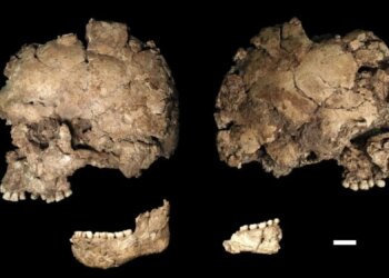 A 145,000-Year-Old Skull May Show the Oldest Known Evidence of a Face Stabbing