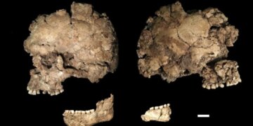 A 145,000-Year-Old Skull May Show the Oldest Known Evidence of a Face Stabbing