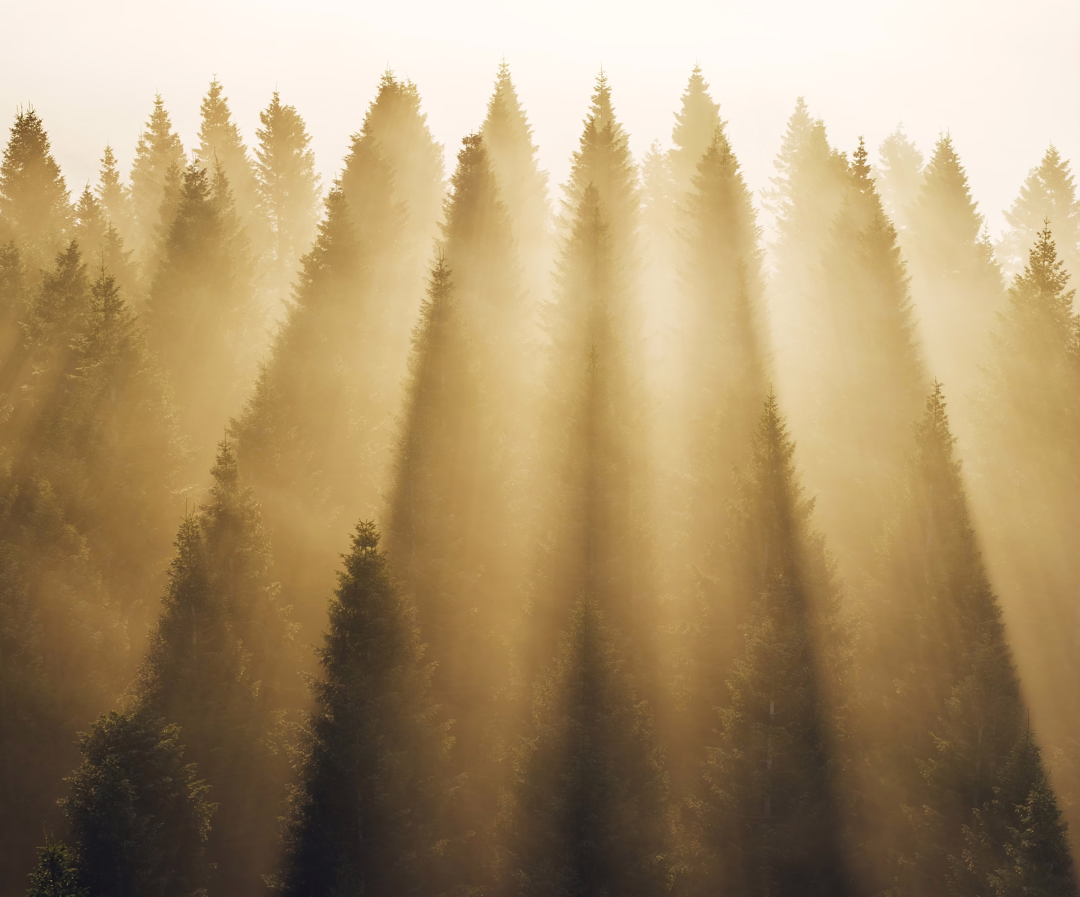 Sunlight streams through pine tree tops above a forest on a misty morning.