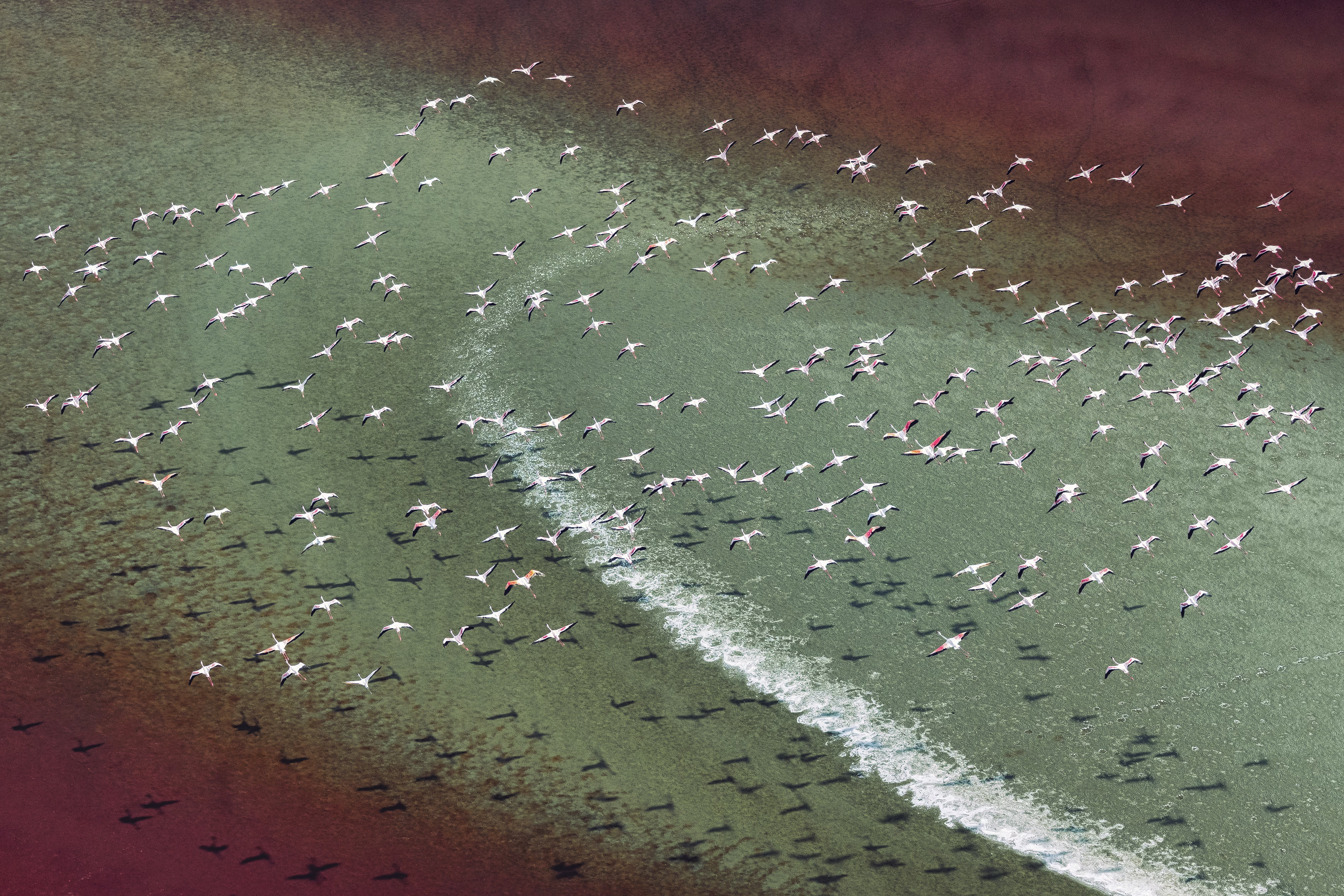 A flock of flamingoes flies low, above a colorful lake.