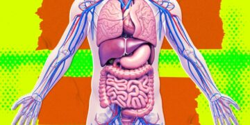 Secretive Silicon Valley Startup Tries to Quash Interview, Says It’s Definitely Not Working on Growing Brain-Free “Organ Sacks”