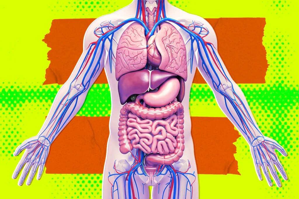 Secretive Silicon Valley Startup Tries to Quash Interview, Says It’s Definitely Not Working on Growing Brain-Free “Organ Sacks”