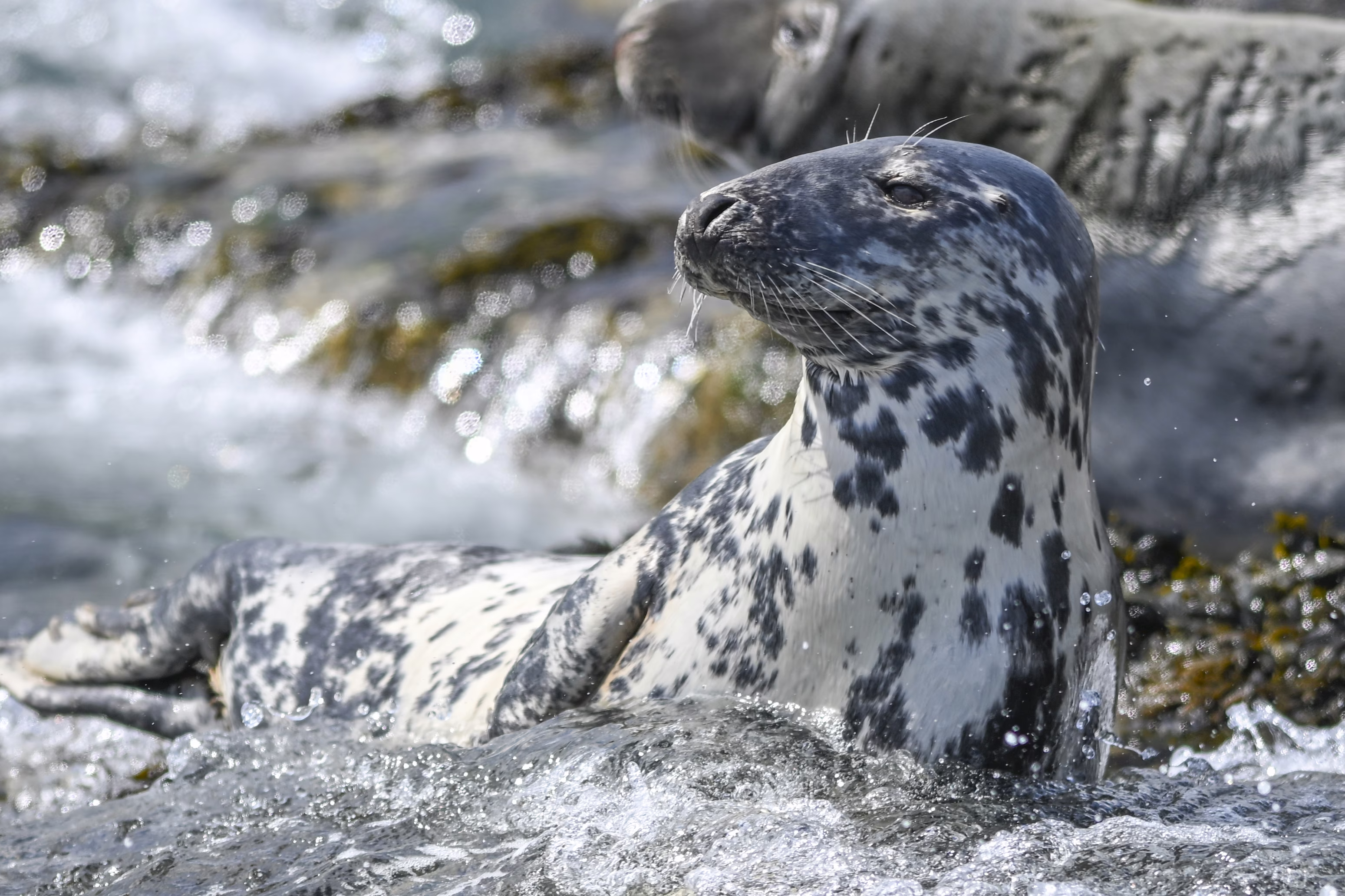 A seal looks around on a rocky shoreline, in shallow gentle waves.