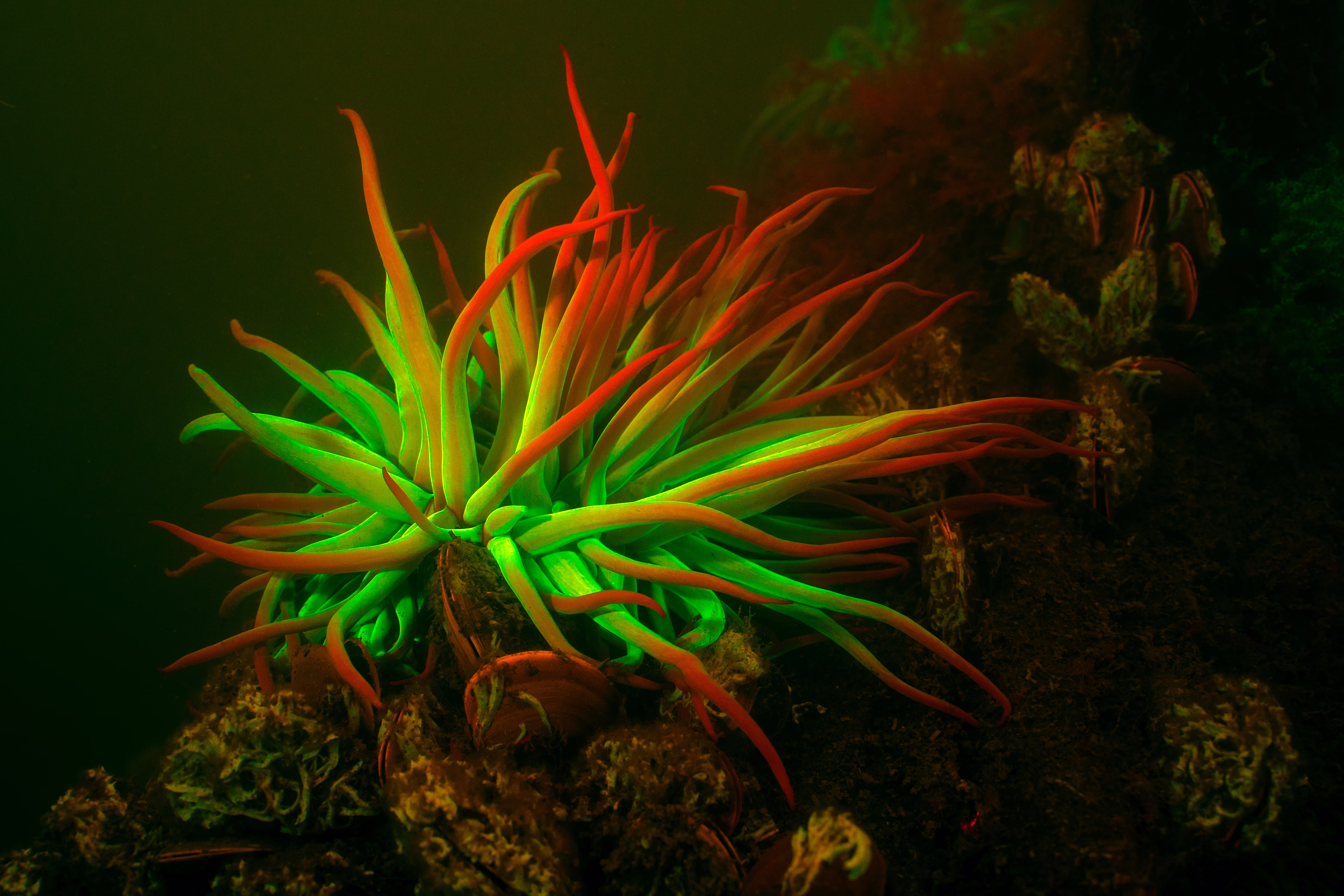 The tendrils of a sea anemone appear to glow red and yellow in an ultraviolet photograph.