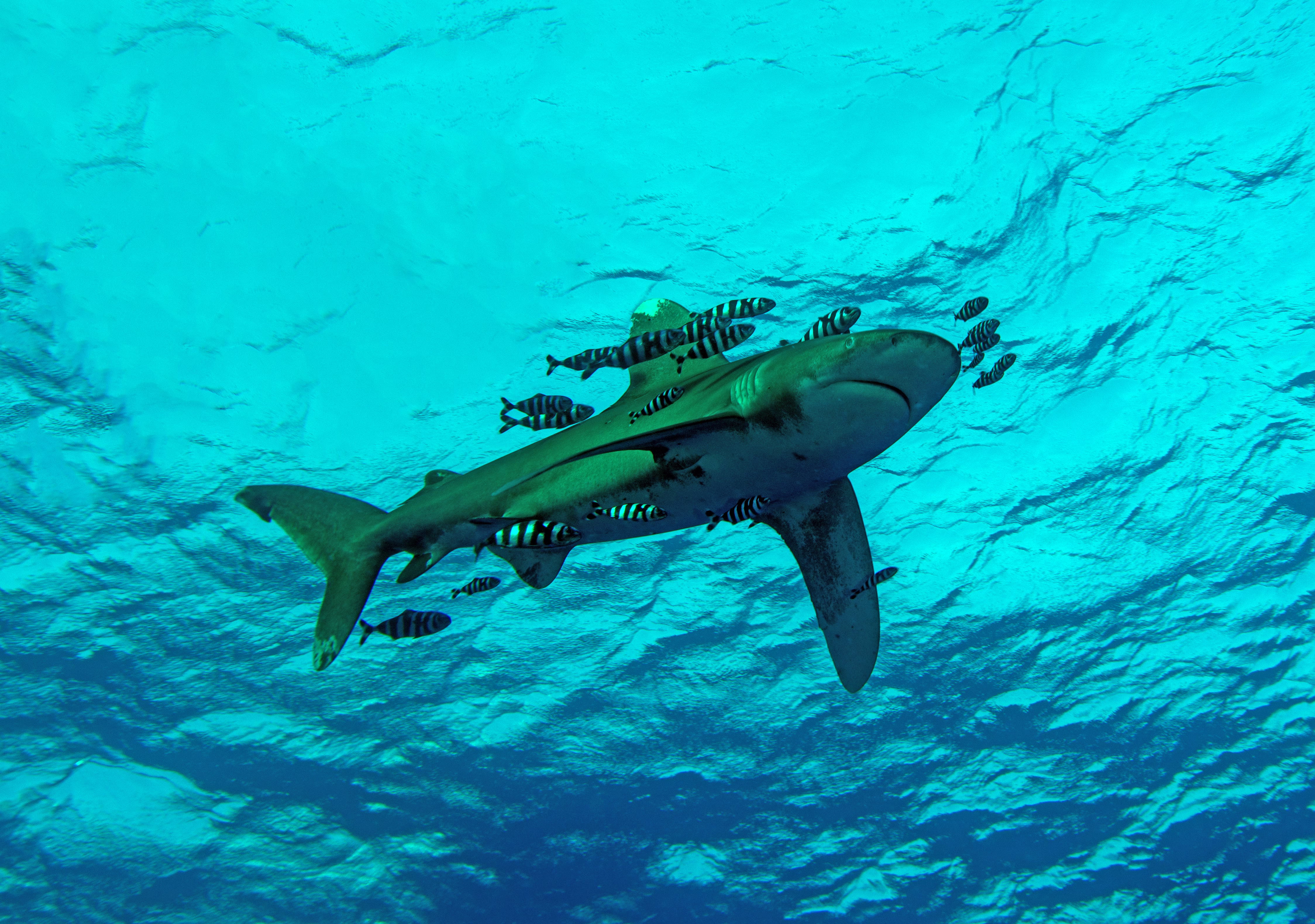 A shark, surrounded by striped pilot fish, seen from below, underwater