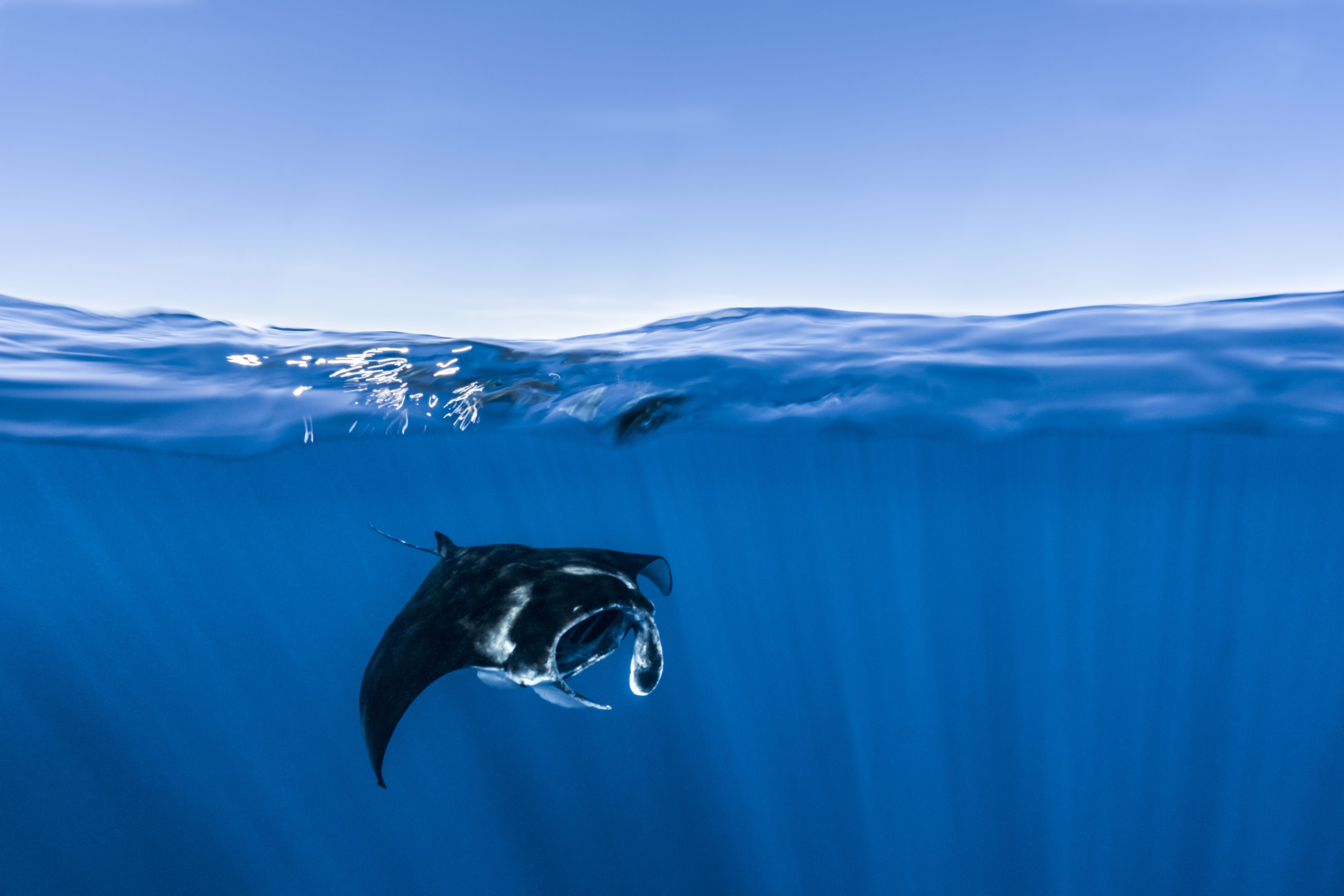 A manta ray swims just below the surface of blue ocean water.