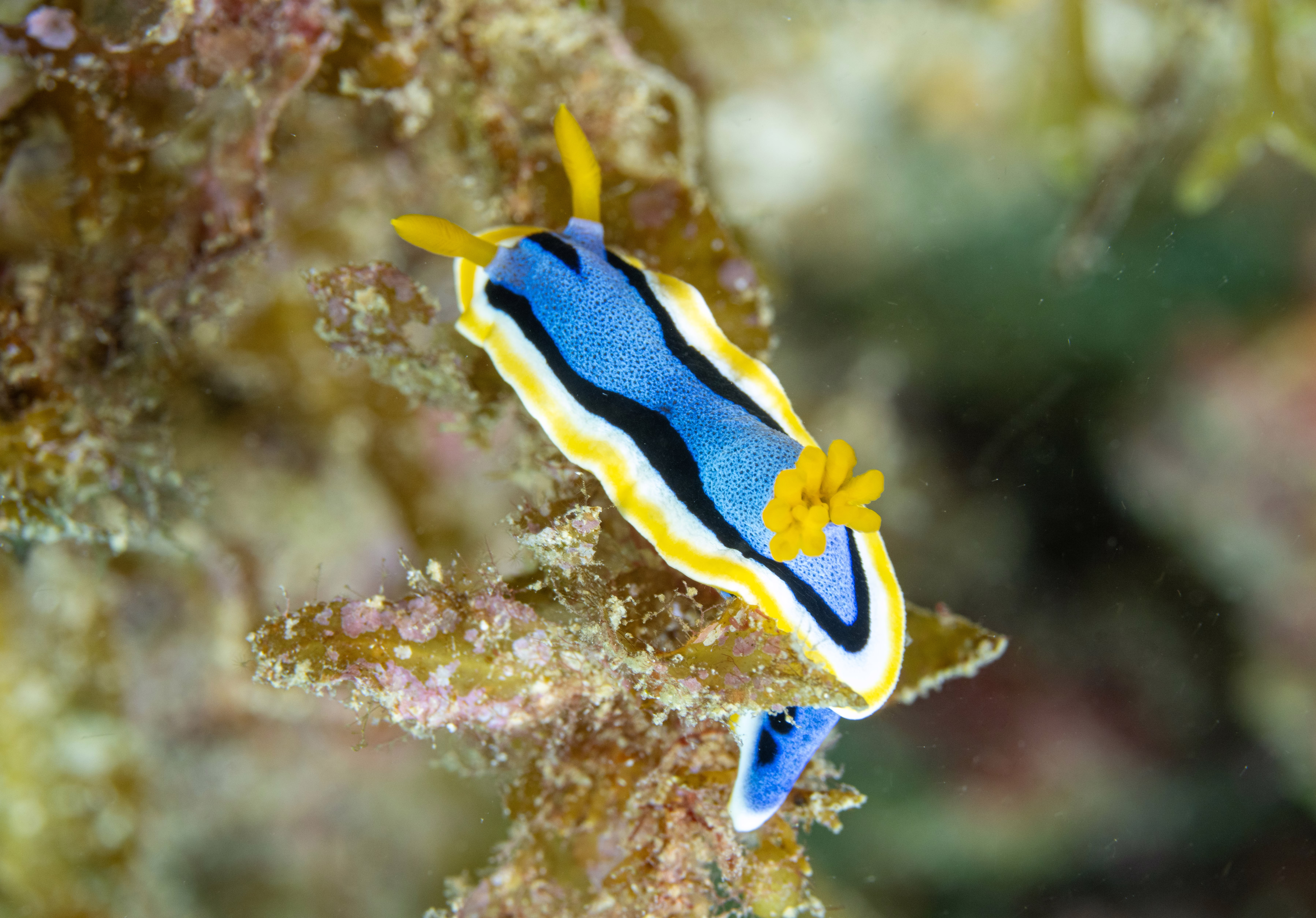 A colorful sea slug crawls on coral.
