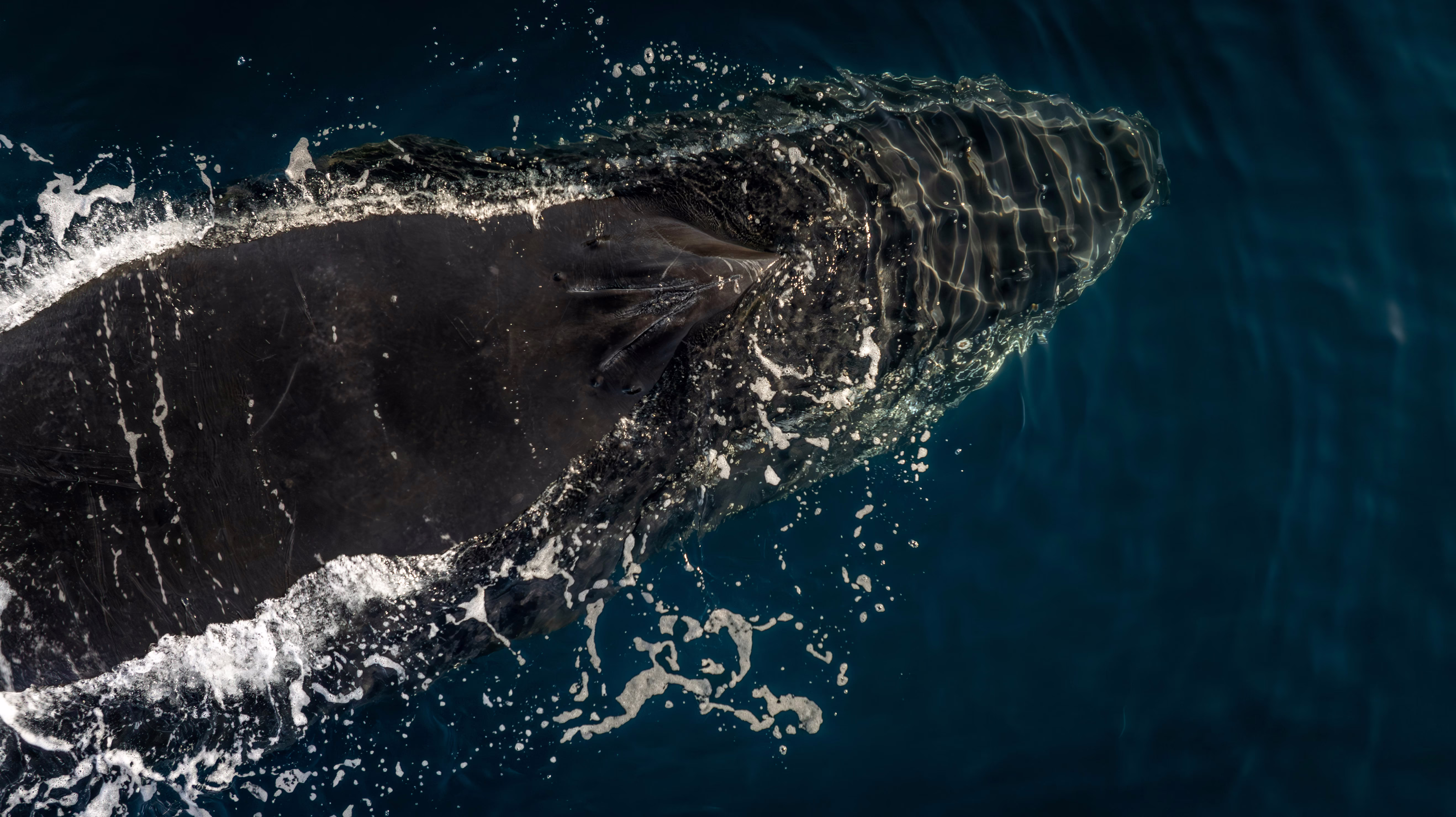 An overhead view of a humpback whale swimming along the surface.