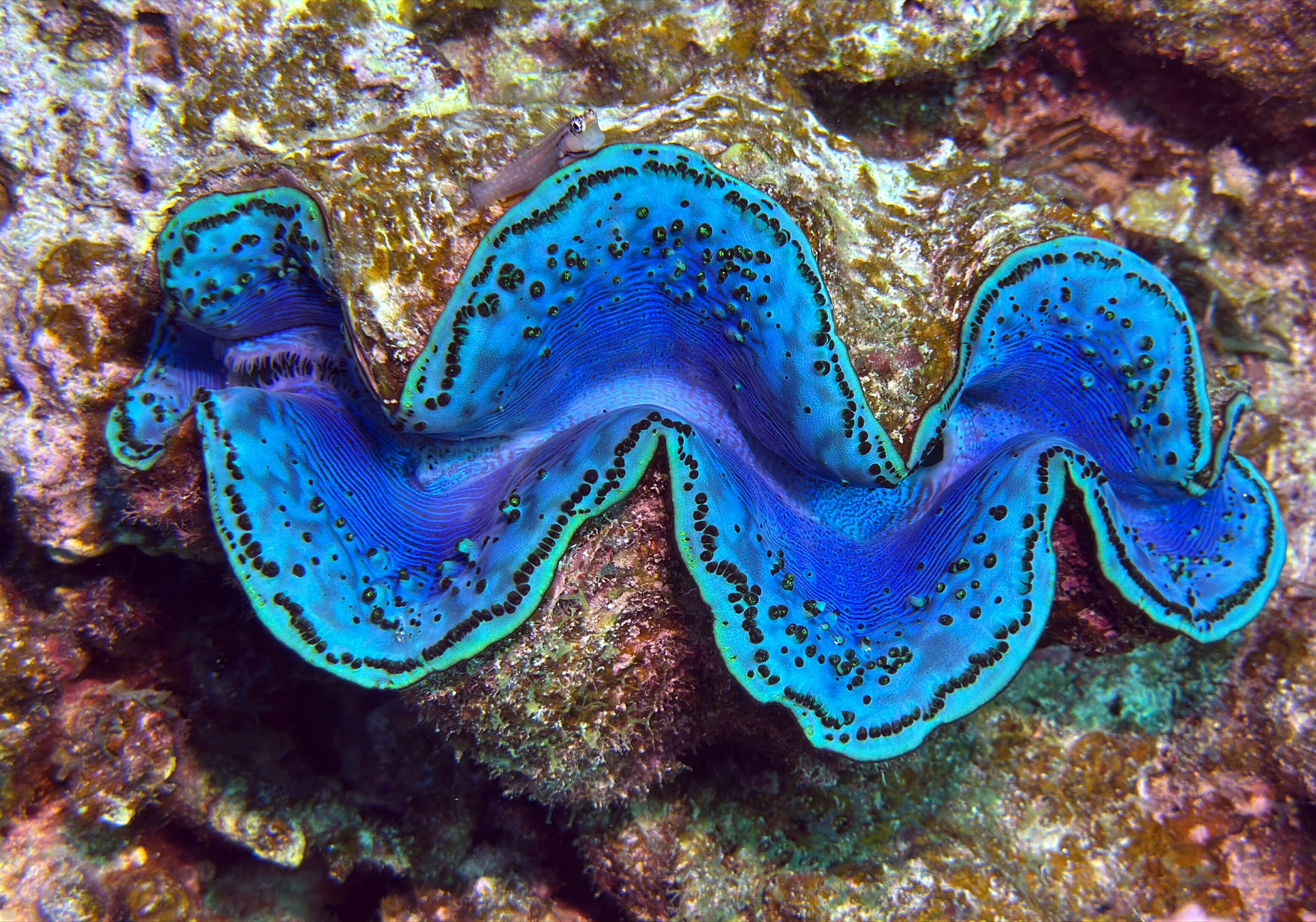 A close view of a giant clam, partially open, showing a blue interior