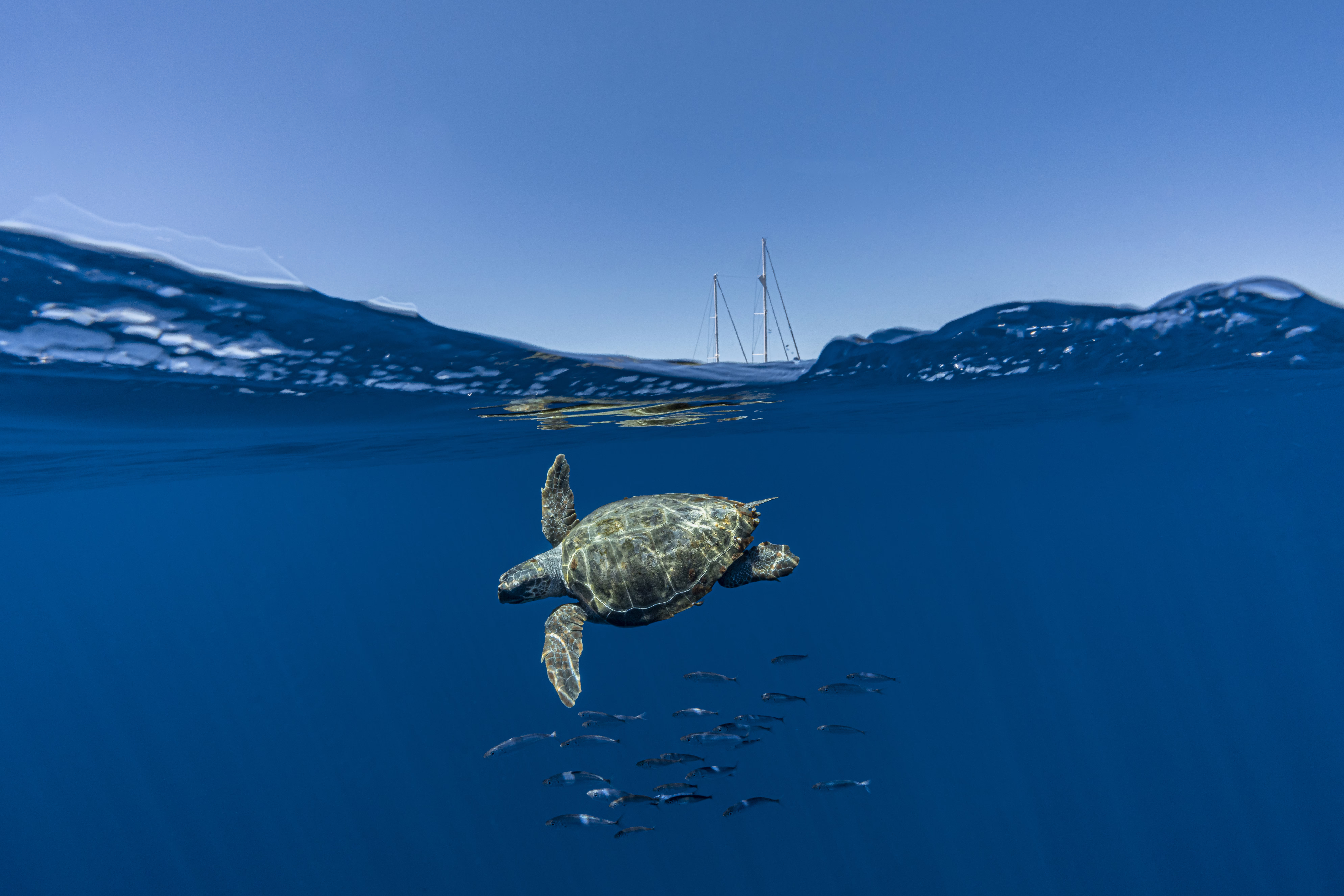 A turtle swims beneath the surface, with a sailboat’s masts visible in the background.