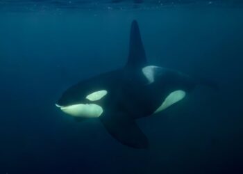 Photos: The Richness of Life in Our Oceans