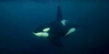 Photos: The Richness of Life in Our Oceans