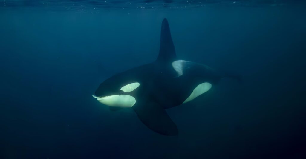 Photos: The Richness of Life in Our Oceans
