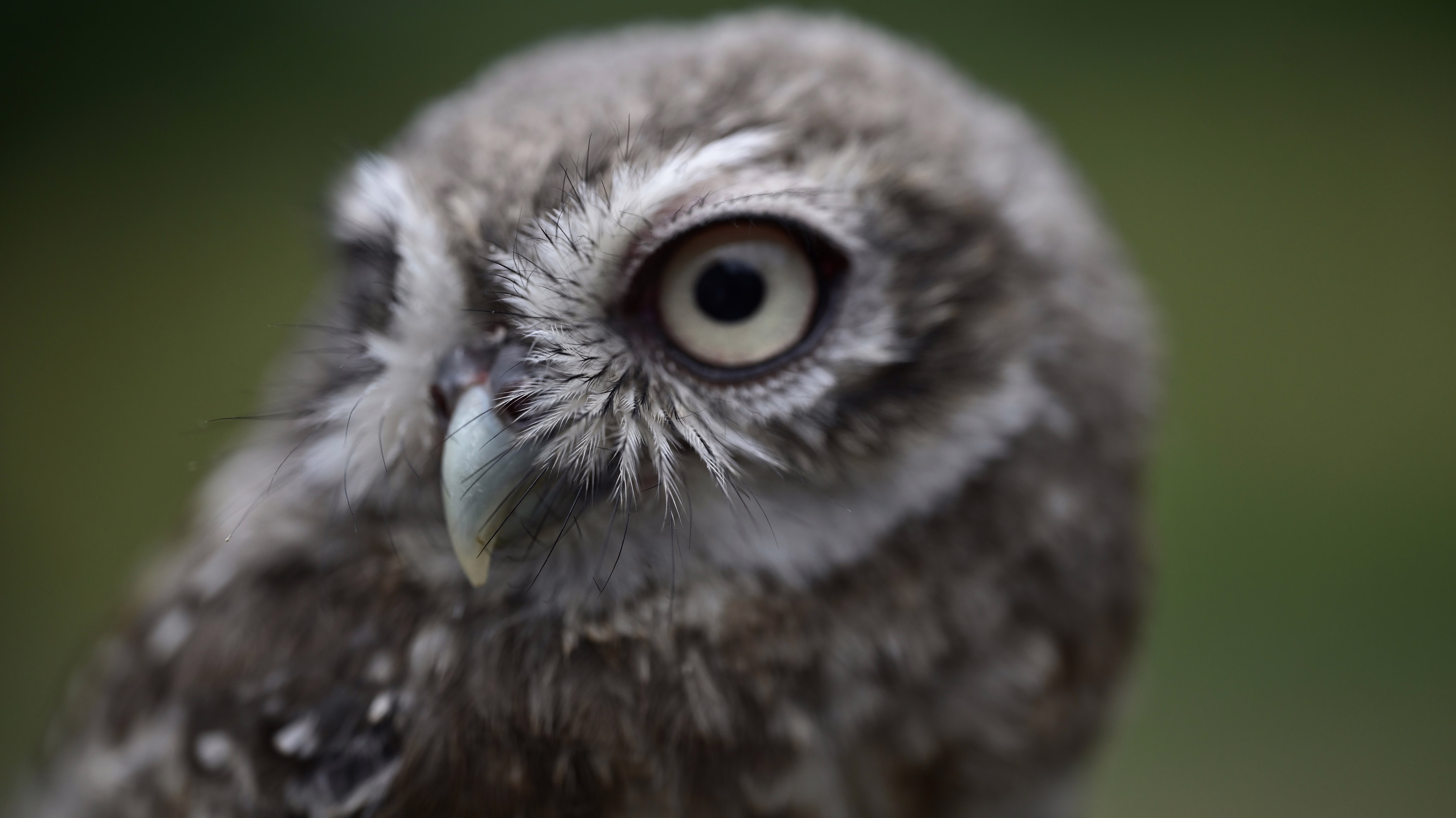 A close-up view of an owl chick
