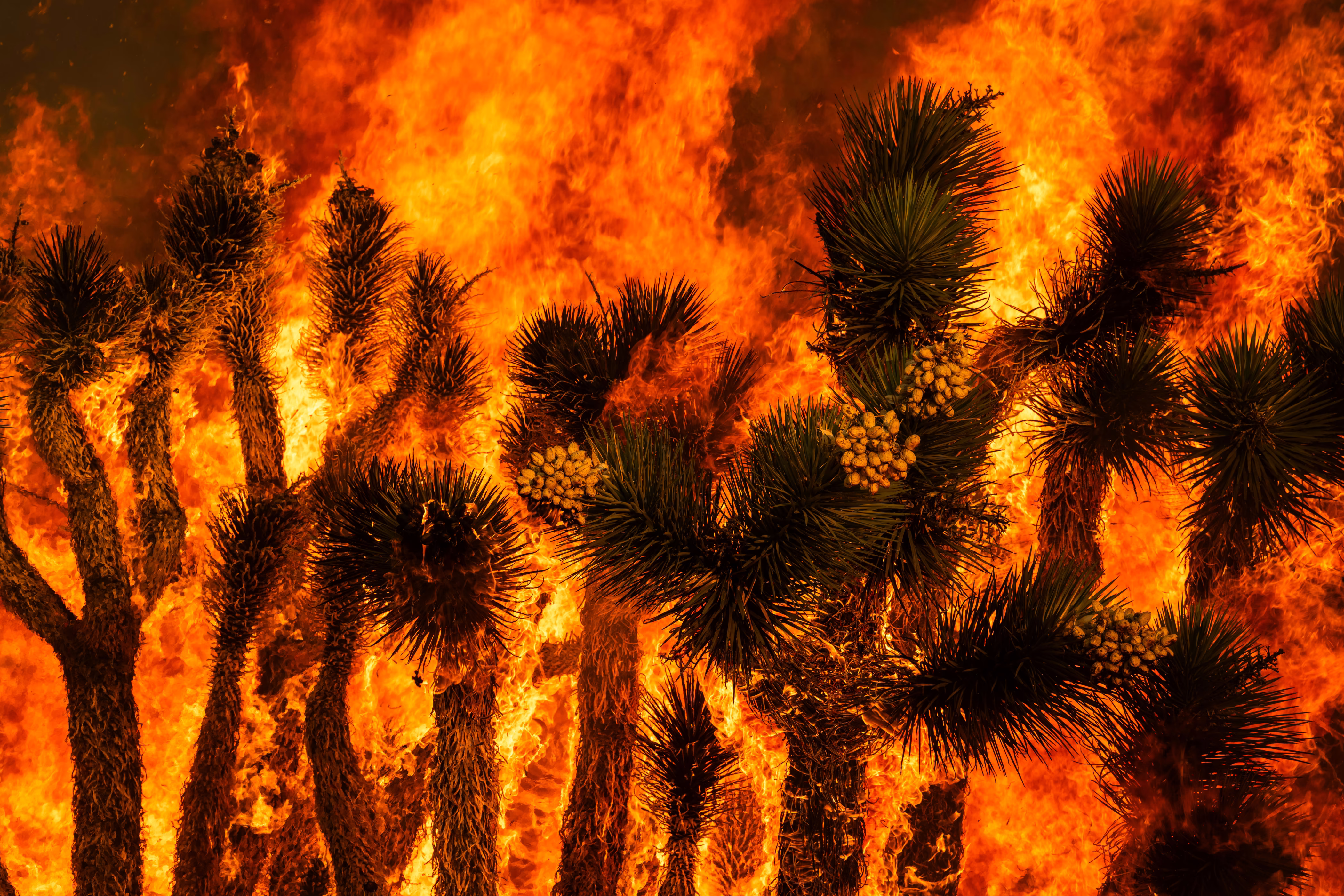 Trees erupt in flames during a wildfire.