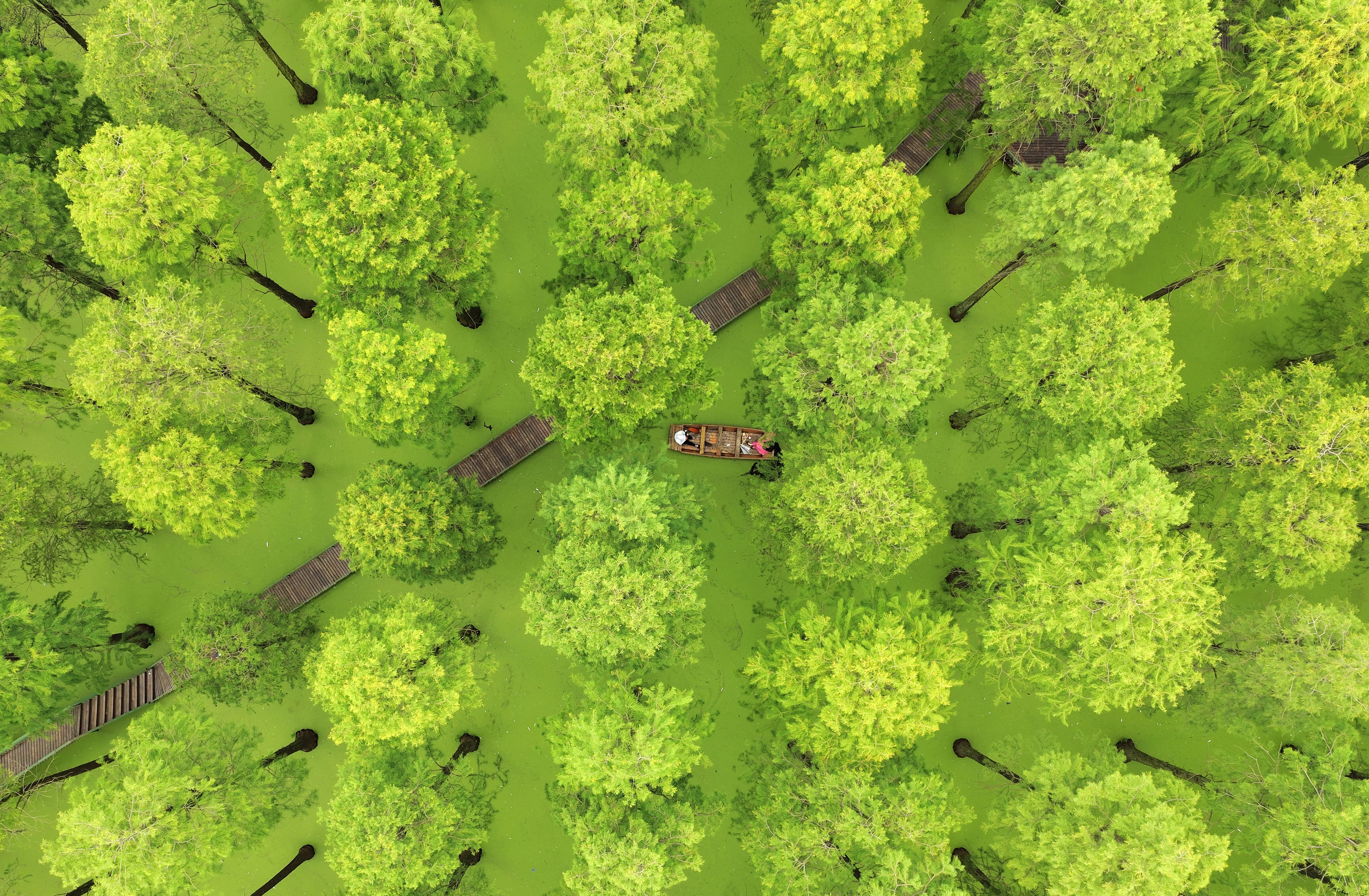An aerial view of people riding in a small boat in a flooded forest.