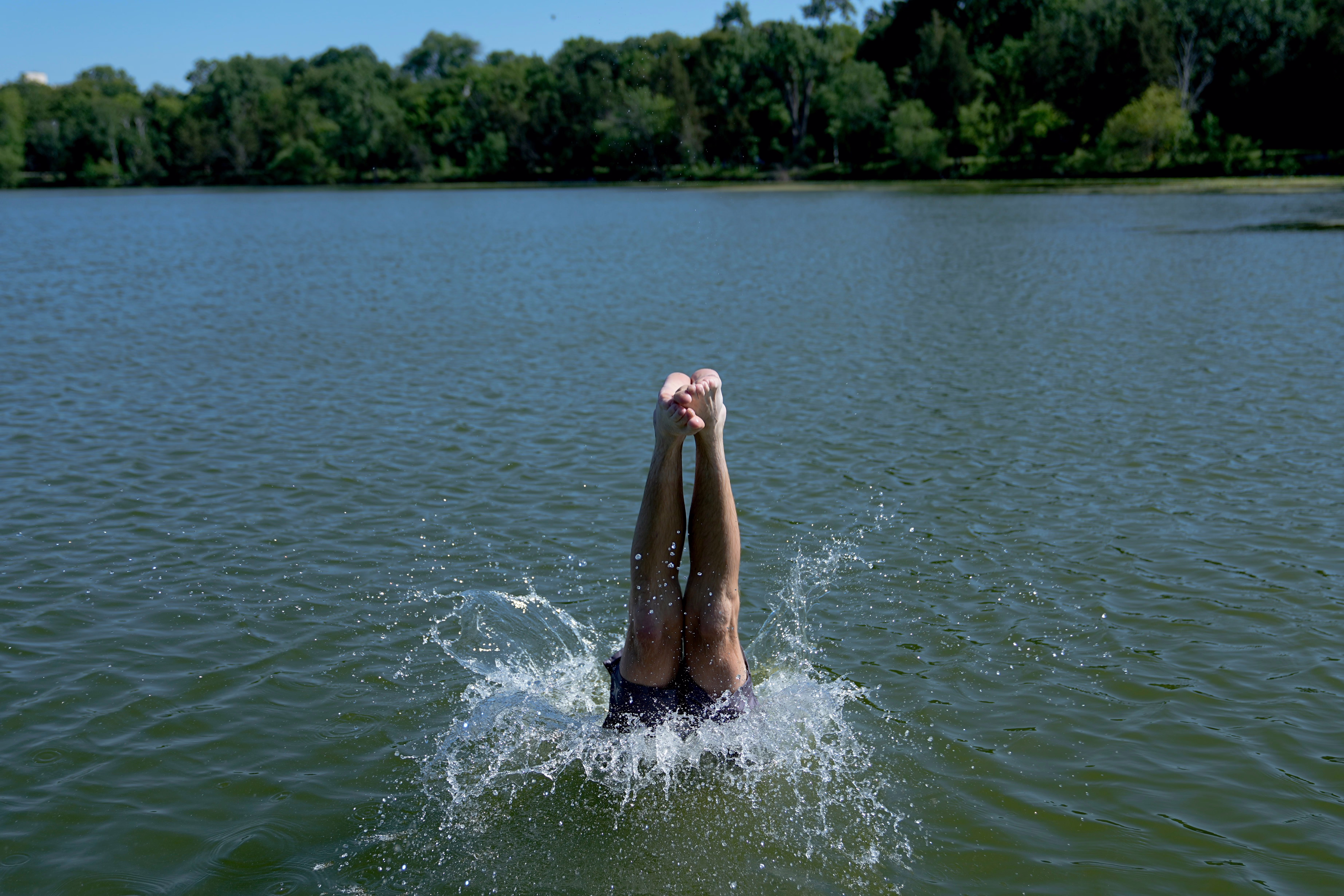 A swimmer dives into a lake on a hot day.