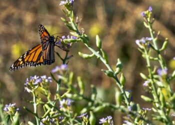 Trump Administration Scales Back Endangered Species Protections—Again