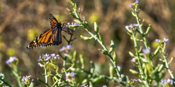 Trump Administration Scales Back Endangered Species Protections—Again