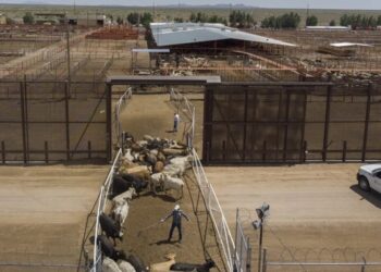 U.S. to reopen border to Mexican cattle imports after screwworm ban