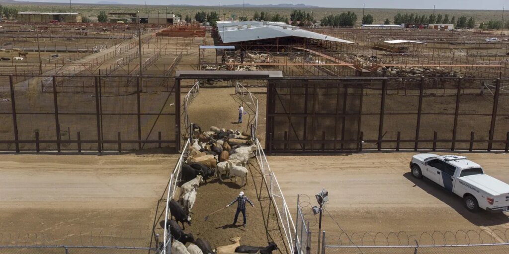 U.S. to reopen border to Mexican cattle imports after screwworm ban
