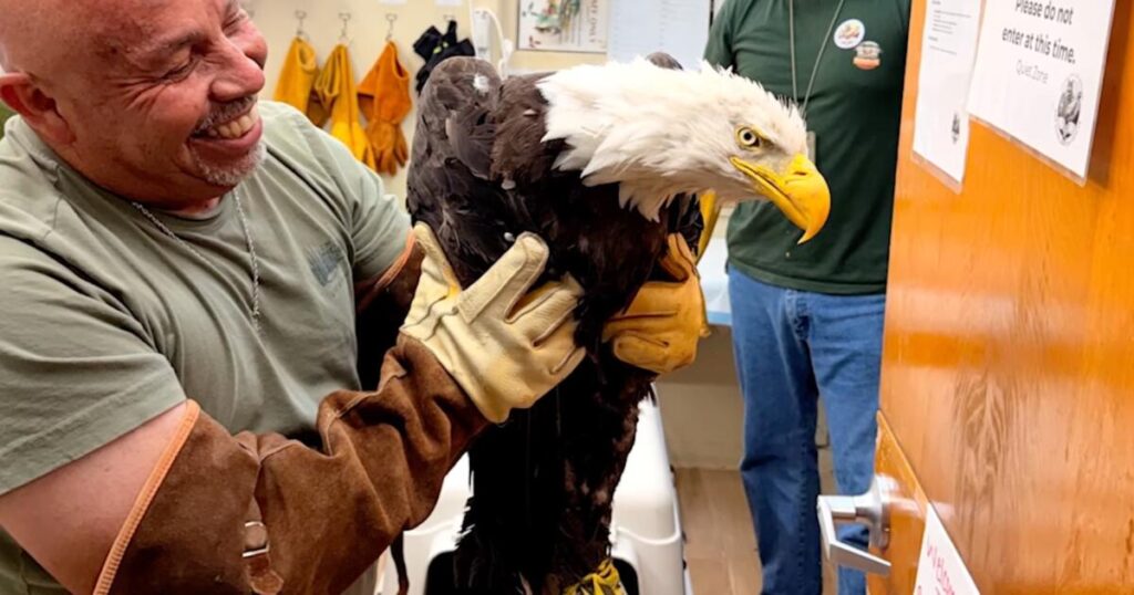 After a setback, Big Bear eagle Jackie’s health improves: she’s ‘much more feisty’