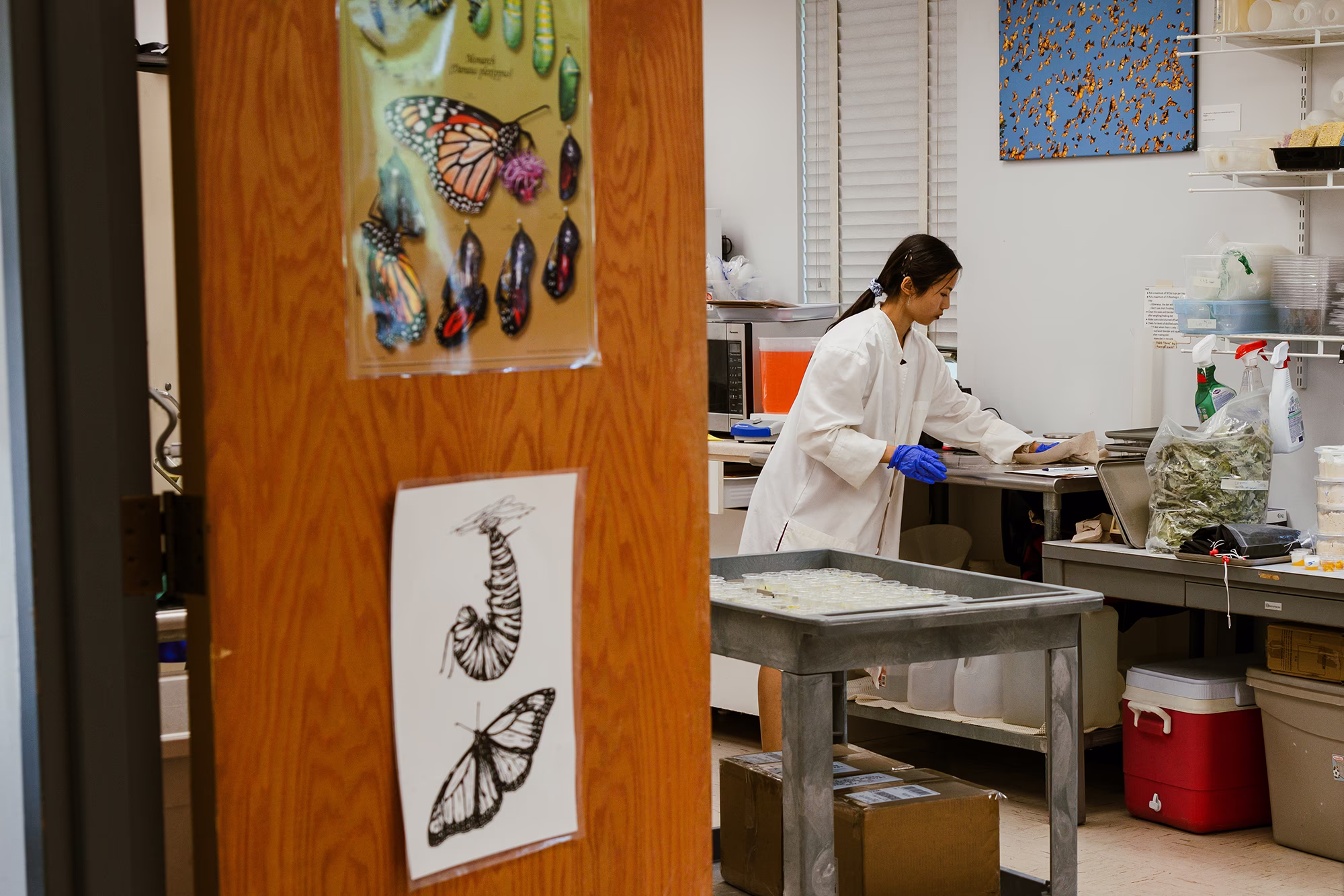 a woman in a white lab coat prepares caterpillar food in a laboratory
