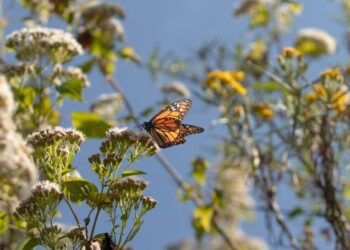 How Do Monarchs Do It?