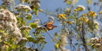 How Do Monarchs Do It?