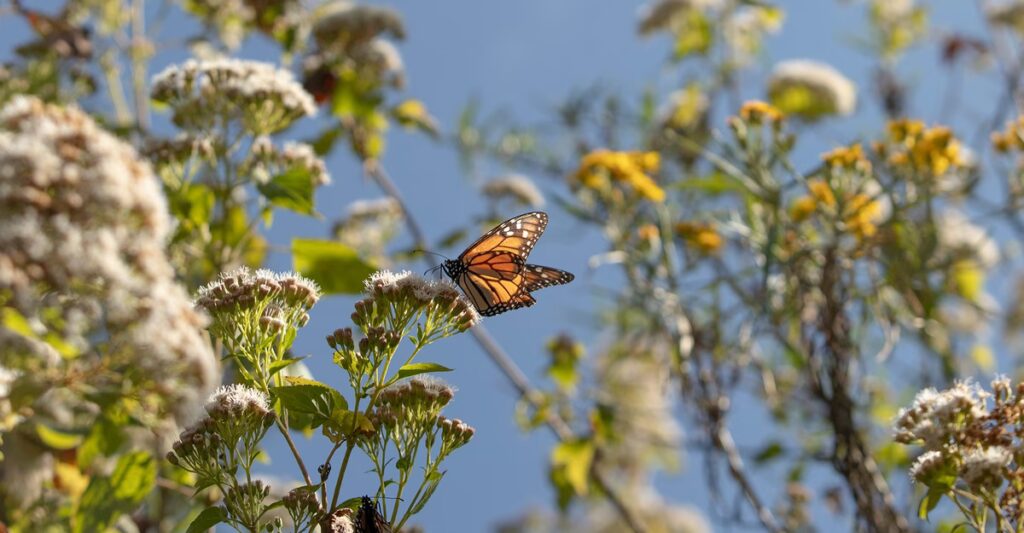 How Do Monarchs Do It?