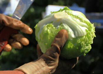 Is It Safe to Eat Lettuce?