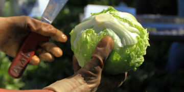 Is It Safe to Eat Lettuce?