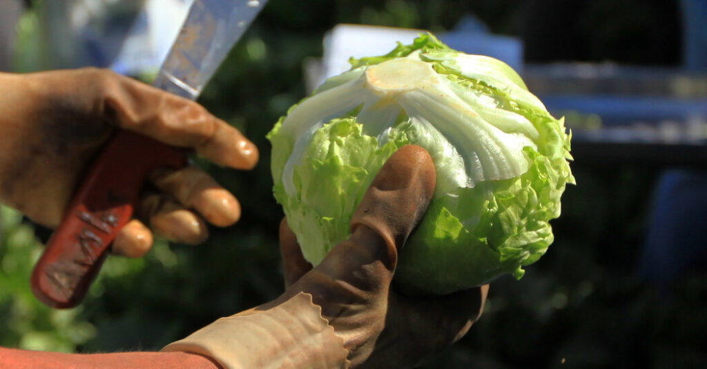Is It Safe to Eat Lettuce?