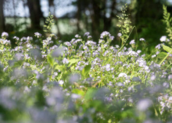 I Wanted an Ecologically Responsible Garden. It Was Harder Than I Thought.