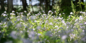 I Wanted an Ecologically Responsible Garden. It Was Harder Than I Thought.