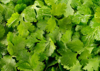 Before Lettuce Felled Thousands, an Herb Sickened Some New Yorkers