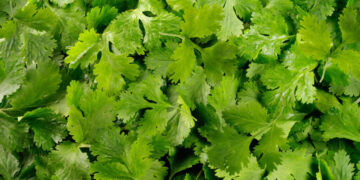 Before Lettuce Felled Thousands, an Herb Sickened Some New Yorkers