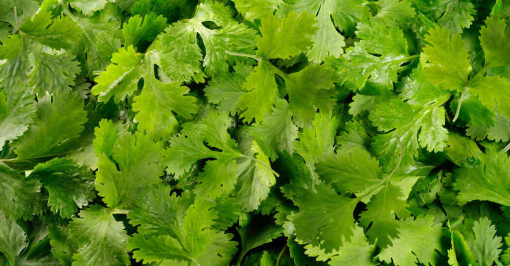 Before Lettuce Felled Thousands, an Herb Sickened Some New Yorkers