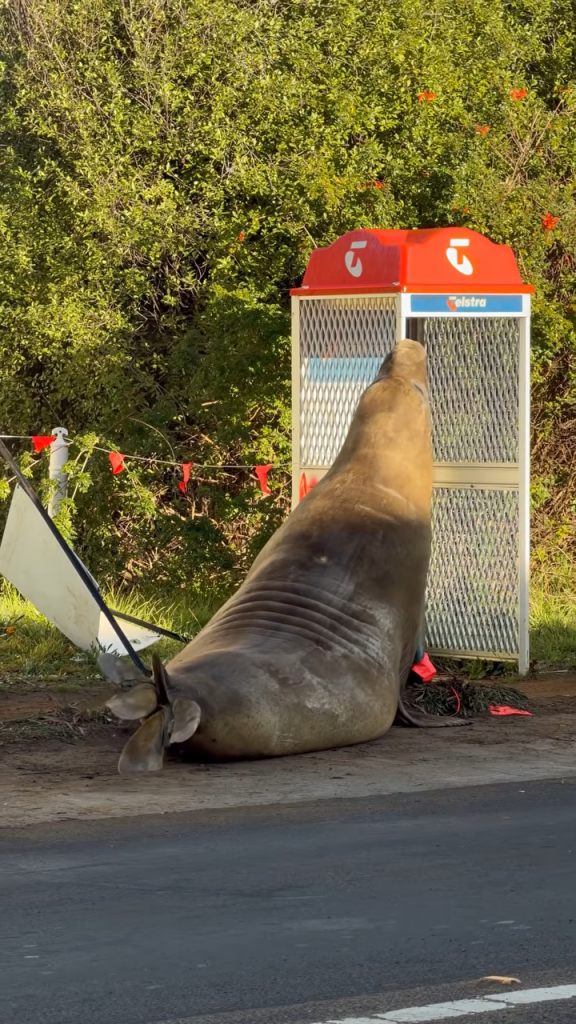 The antics have prompted some online to hail Neil as a kind of anti-authoritarian hero. But experts say it’s normal experimentation for a growing seal.