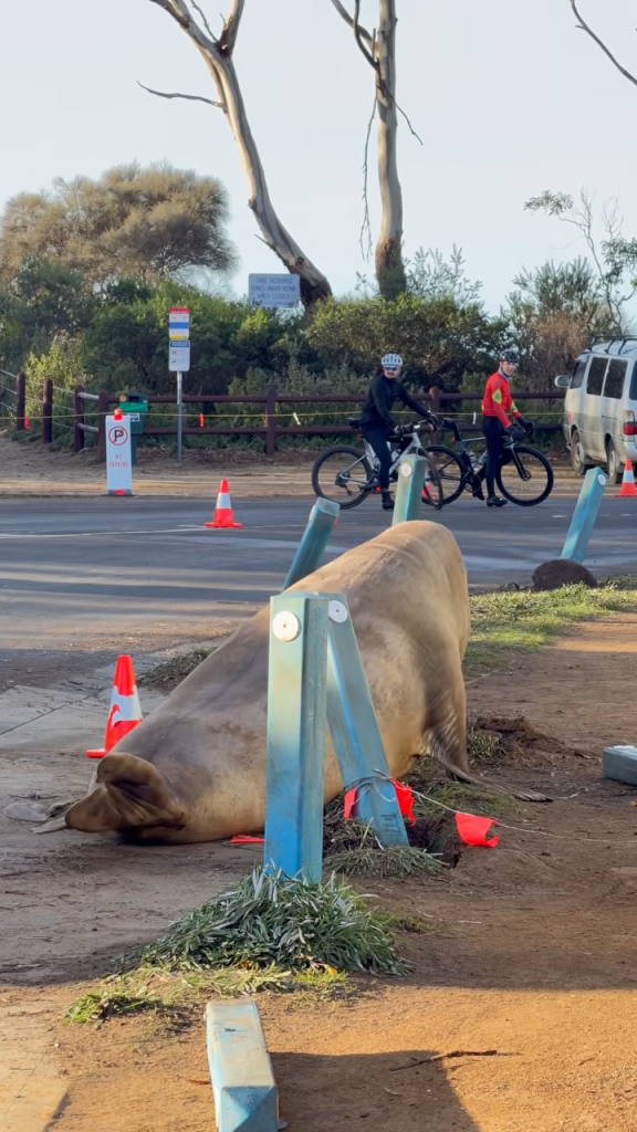 Neil's rampage through local infrastructure has claimed bent traffic bollards, a sign warning the public about seals and a fence that did not survive Neil’s attempt to vault it.