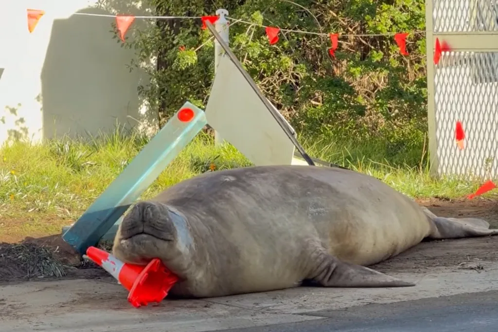 Neil, an elephant seal, sleeps on a traffic cone on the streets of Tasmania on June 27, 2026.
