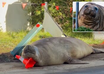 Australian officials ask fans to respect the privacy of Neil, a 1-ton seal who respects nothing