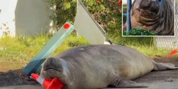 Australian officials ask fans to respect the privacy of Neil, a 1-ton seal who respects nothing