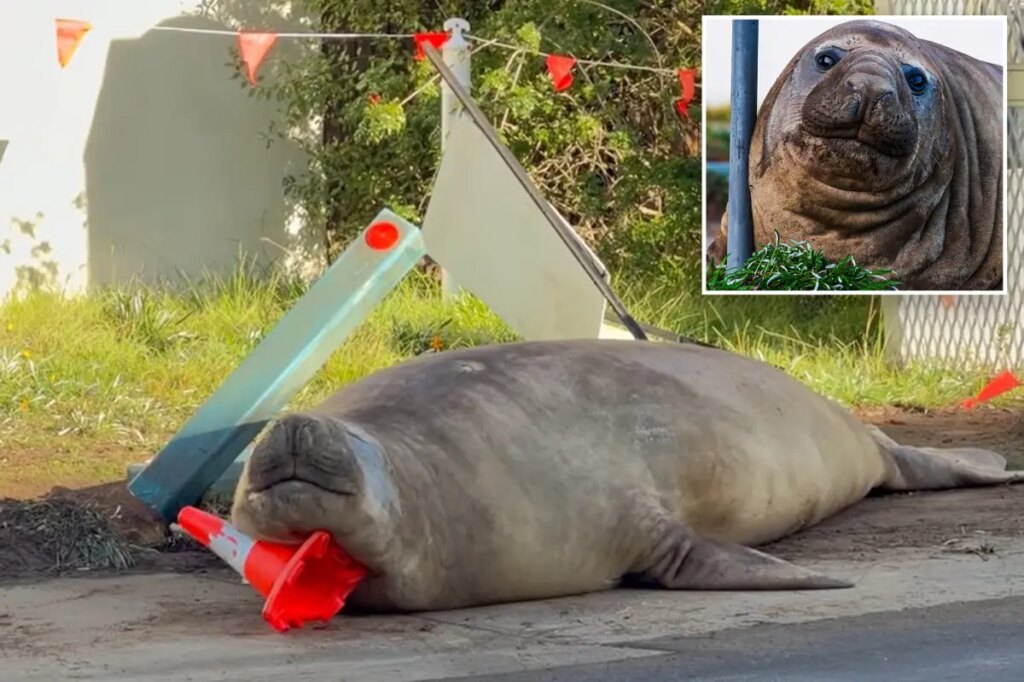 Australian officials ask fans to respect the privacy of Neil, a 1-ton seal who respects nothing