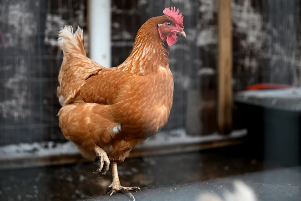 A brown chicken, one of four in Tommy Lane's coop, standing with one foot raised.
