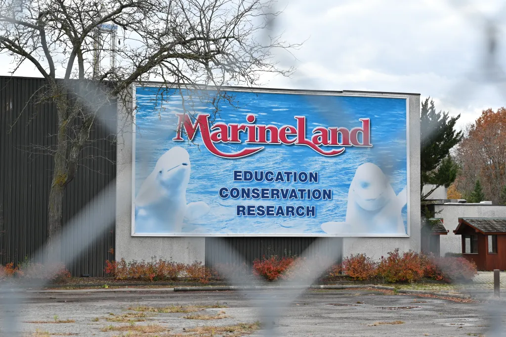 A Marineland poster featuring two belugas and the words