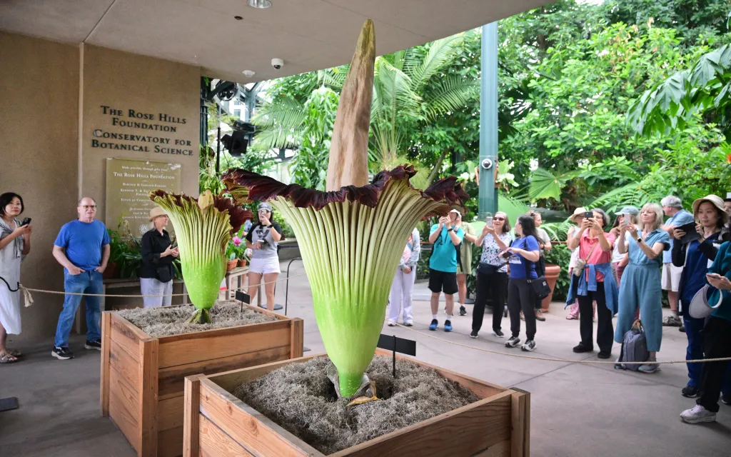 People viewing blooming corpse flowers at the Huntington Gardens.
